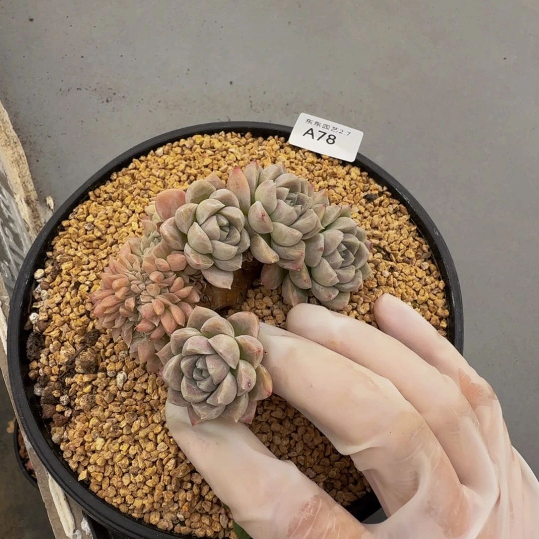 a a a a a a a a a 78