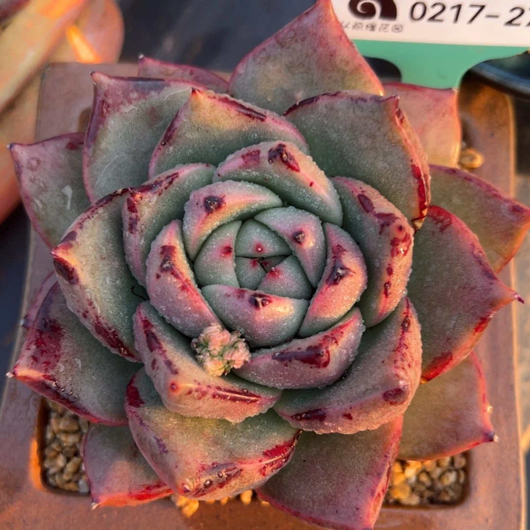 从前慢多肉精选编号0217.279