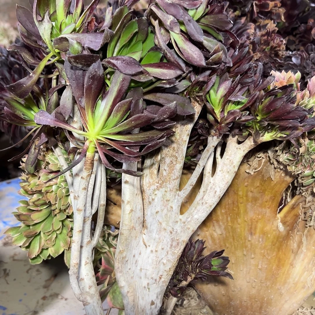 多肉植物黑法师缀花317