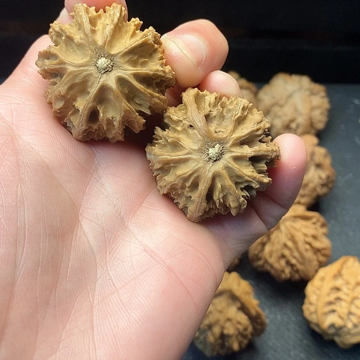 我是一只小小鸟地域鬼的