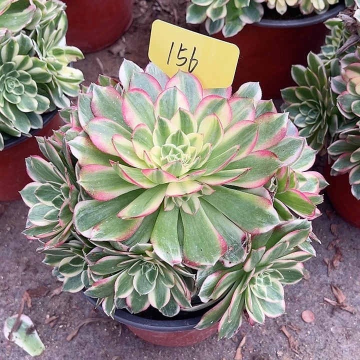 156一颗海鲜法师多肉