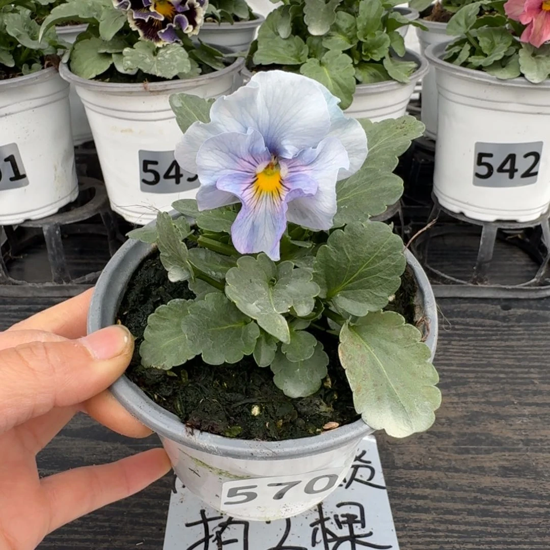 全部花朵570号希尔4