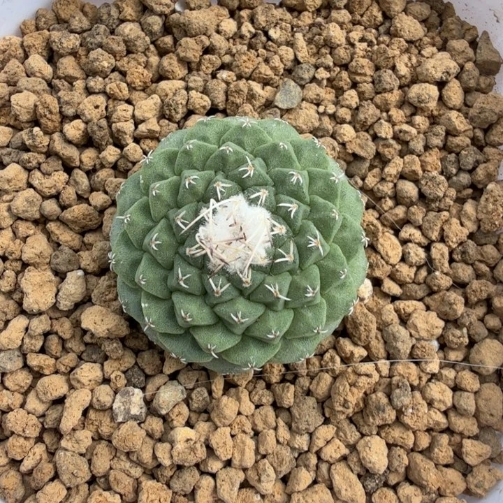 实生菊水253 (满28包邮)