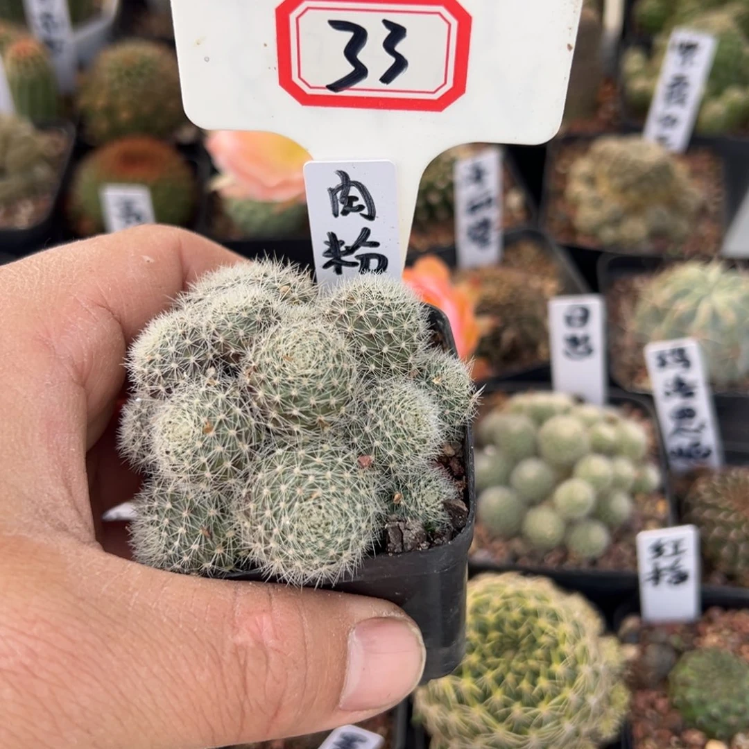 *****33往事多肉园仙人球开花