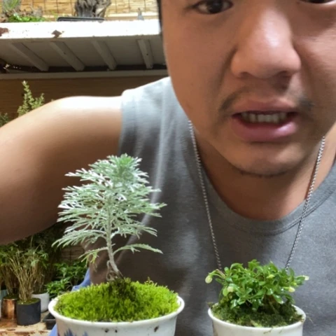 红陶一物一拍所见即所得101