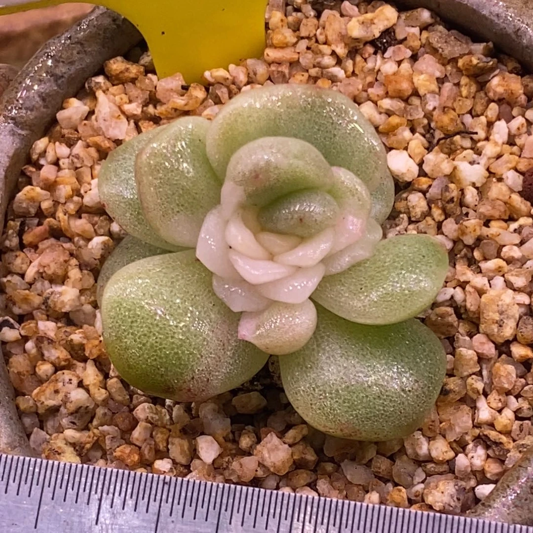 934冰玉白锦单头，多肉植物