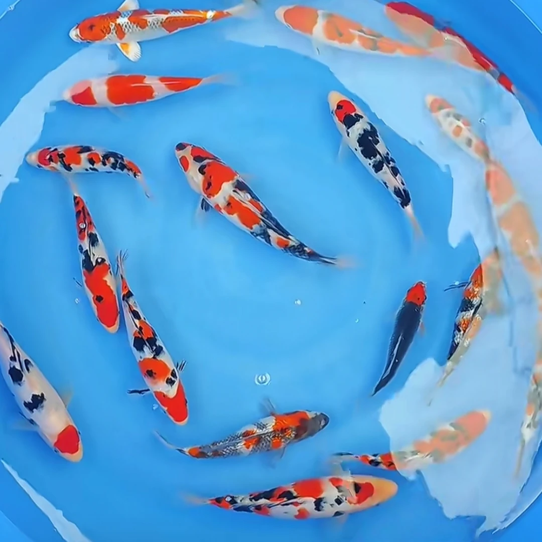 【包邮】锦鲤观赏鱼红白三色大正孔雀秋翠昭和绯写芥子冷水鱼耐活