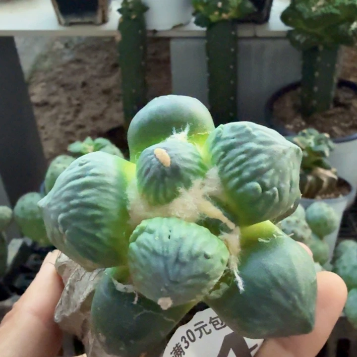 老***刘无花朵974梦幻蛋蛋牡丹送秀普柱