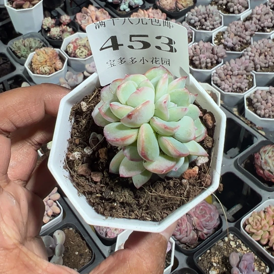 453号泡芙四头朵朵缀一物一拍满18包邮