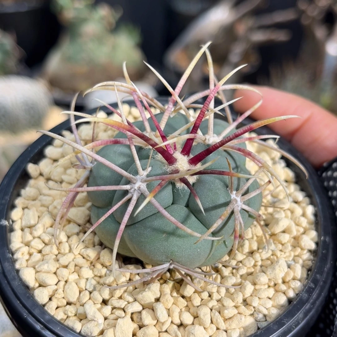 绯冠龙Zzzzzzzzzzzzzzzzzz