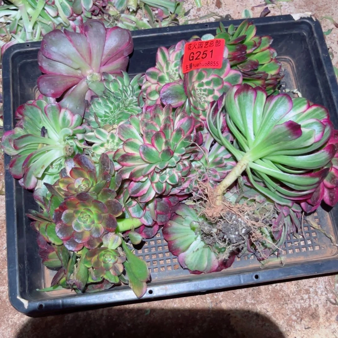 组合251多肉植物