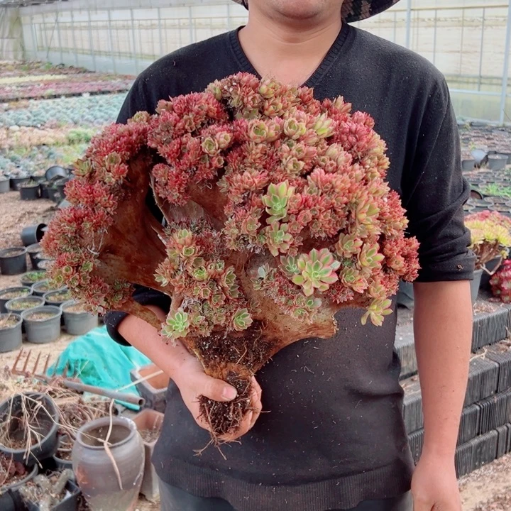 超大醉话32号多肉法师有瑕疵