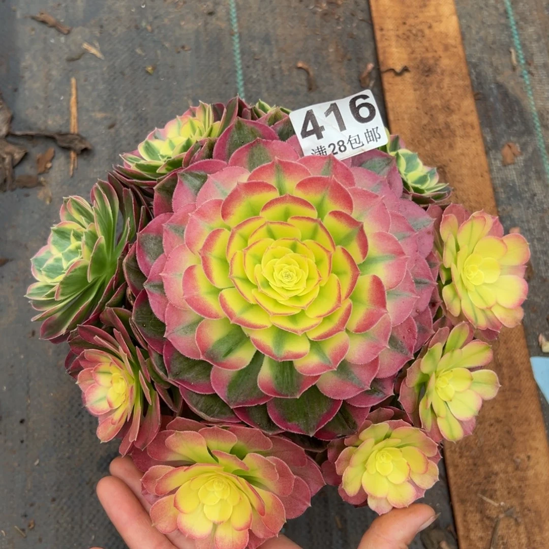 多肉植物416海仙的