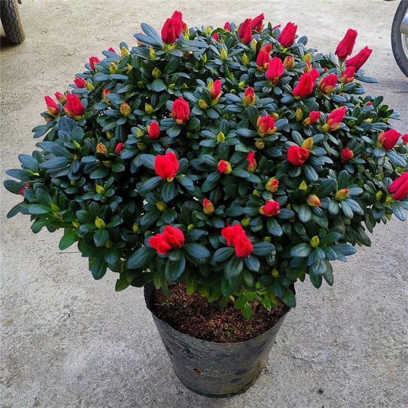 【红色杜鹃花大冠幅50cm-70cm】带花苞开花绿植