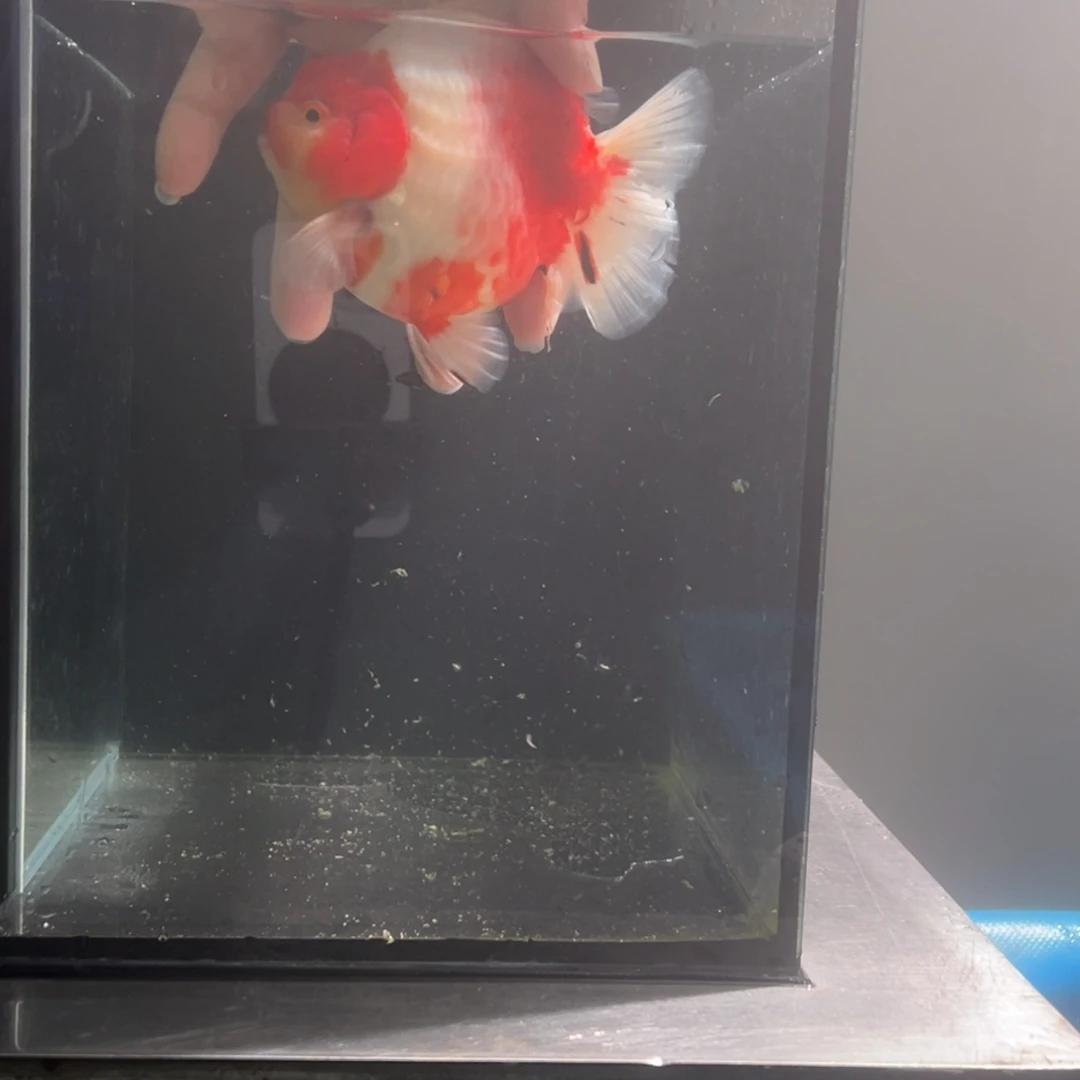 金鱼2568875698878999888