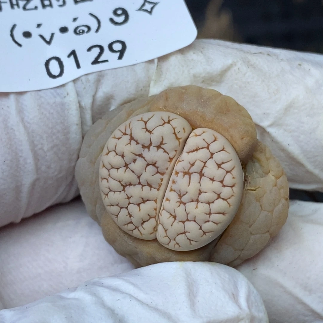 0129。零下拍保温.18包邮.当天凑哦