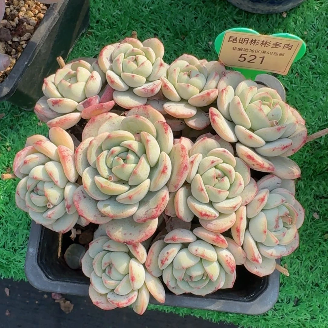 香草老桩一物一拍521