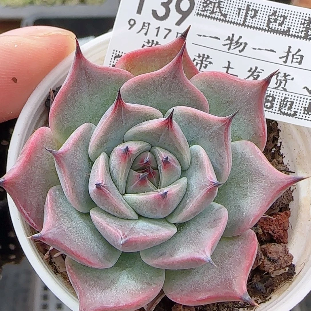 多肉0917--139黑爪