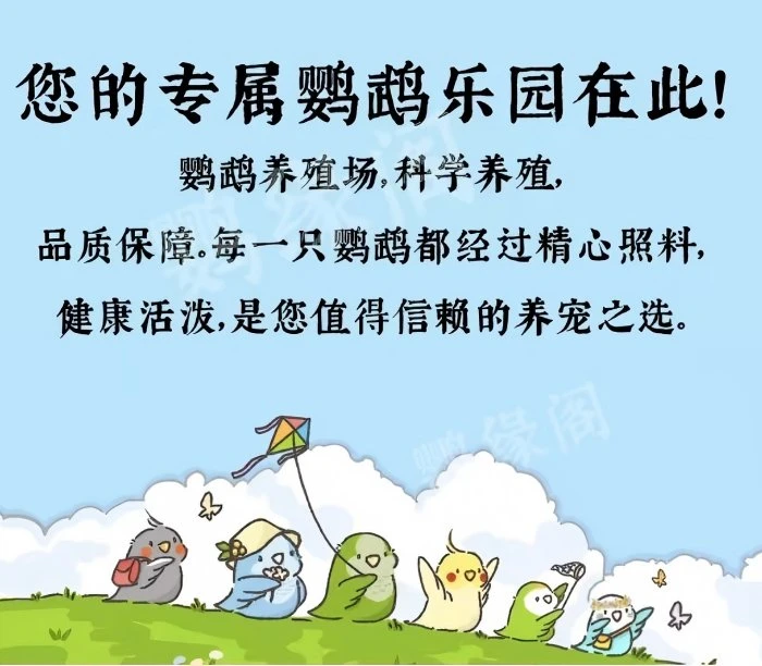 教你饲养鹦鹉专属链接