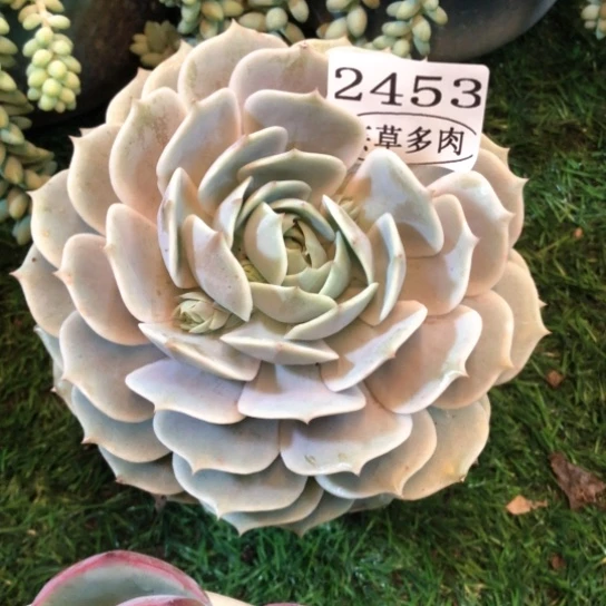 露娜莲，2453，一物一拍