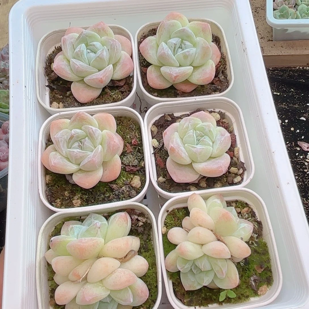 如图品质冰玉6颗 新疆西藏内蒙不发货
