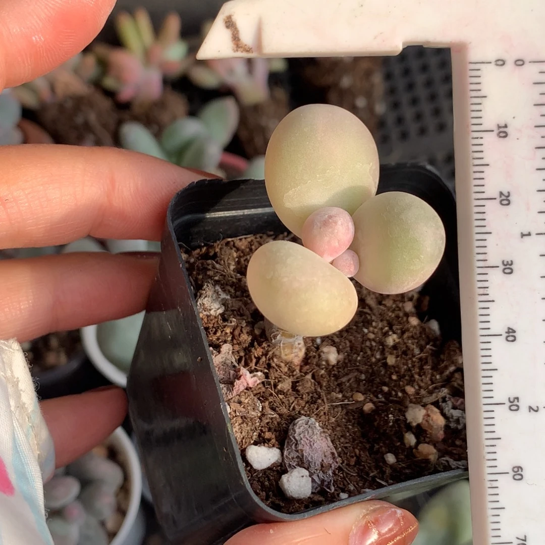 水光针，不满28发叶片一片，到付