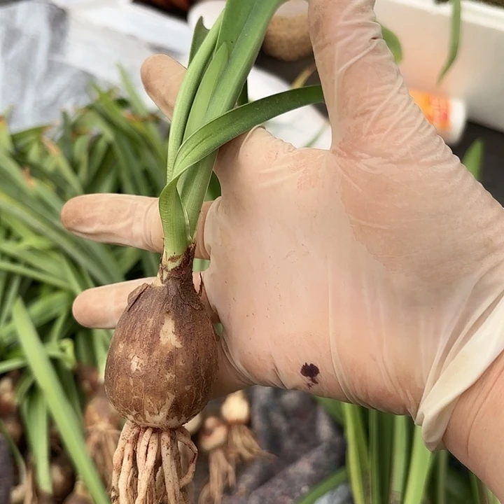 双绿4左右带土福利