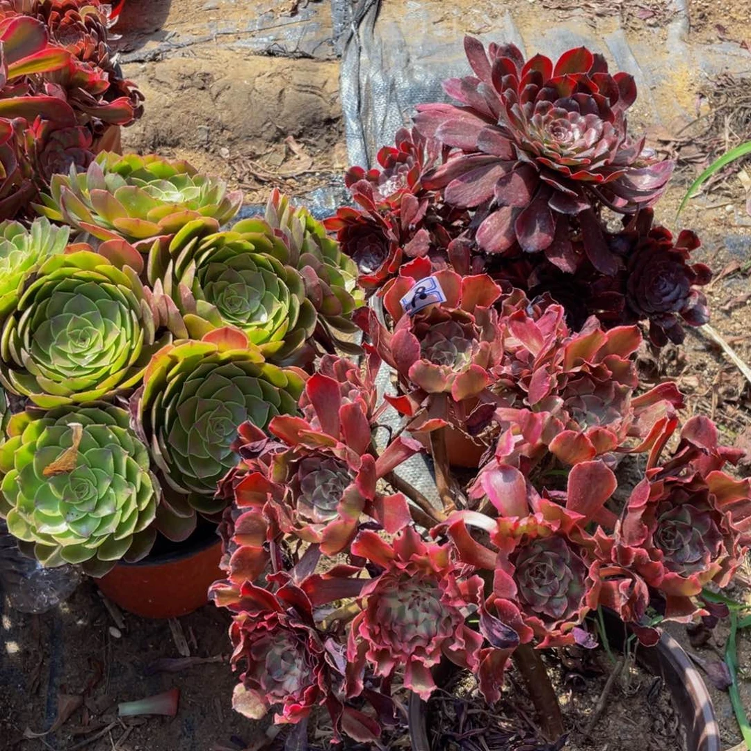 不包断枝鲜花18鲜花老桩