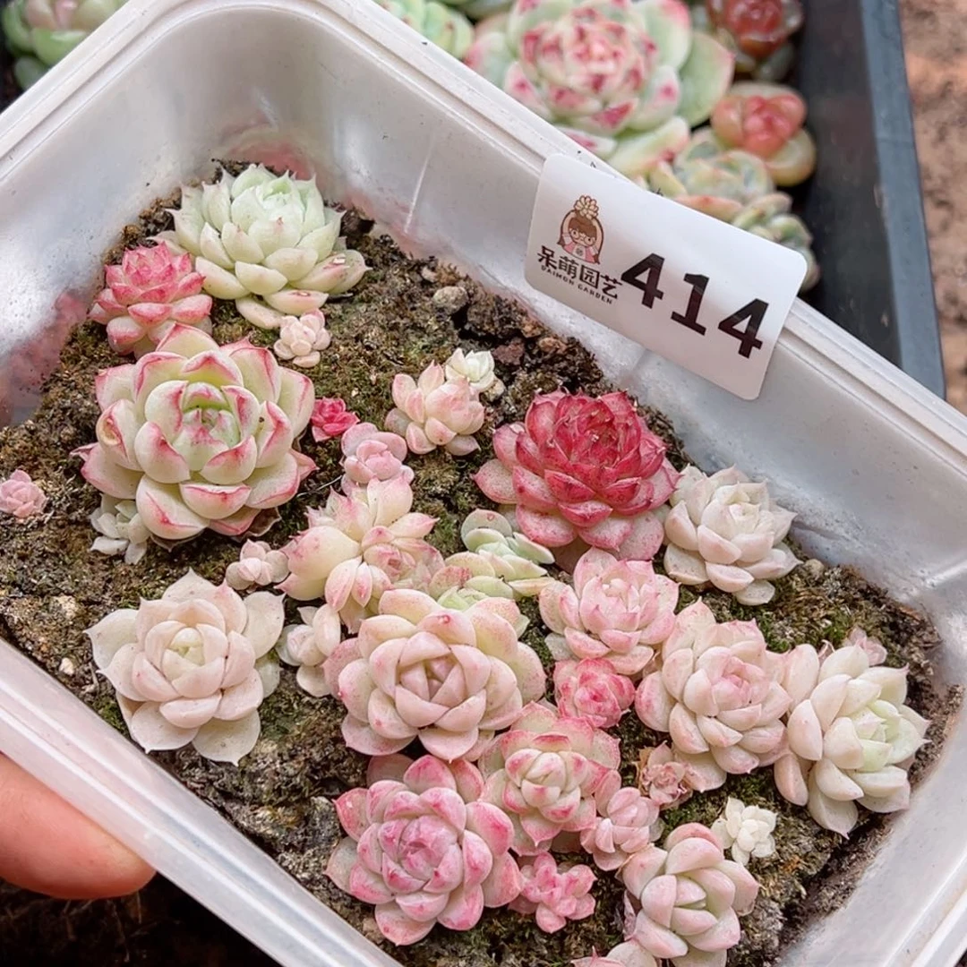 多肉植物多肉植物