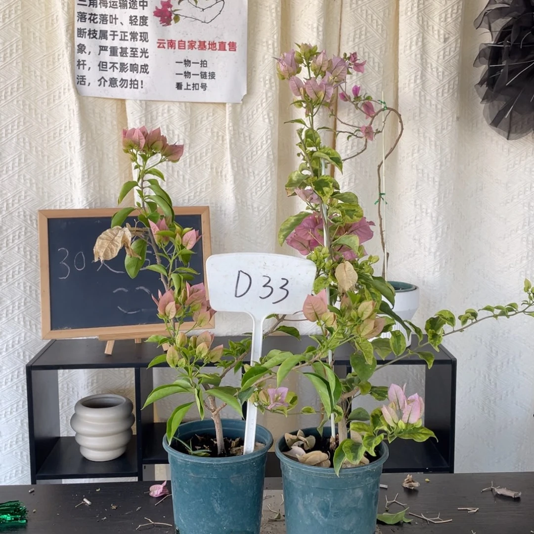 全部花朵粉天使+金边丽娜D33