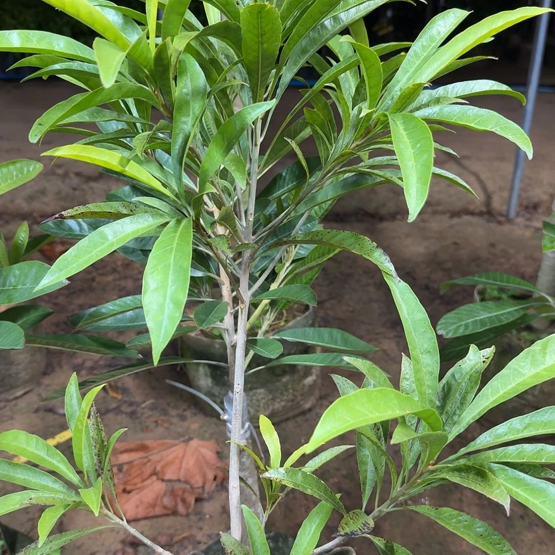 陈***武当前无花栽培后可以开花金苹果