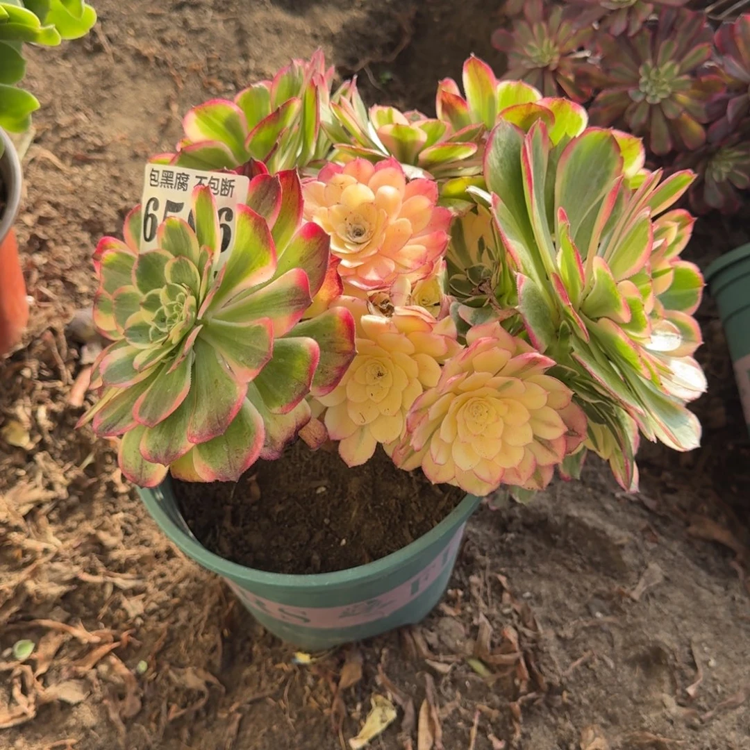 法师丘比特6596 19-13