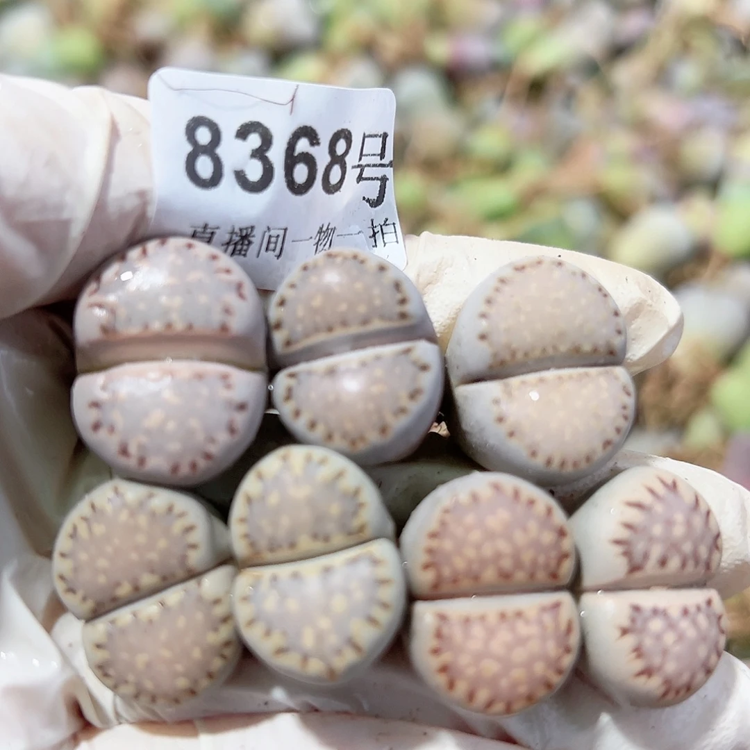 8368四年饼干7个1.8cm左右