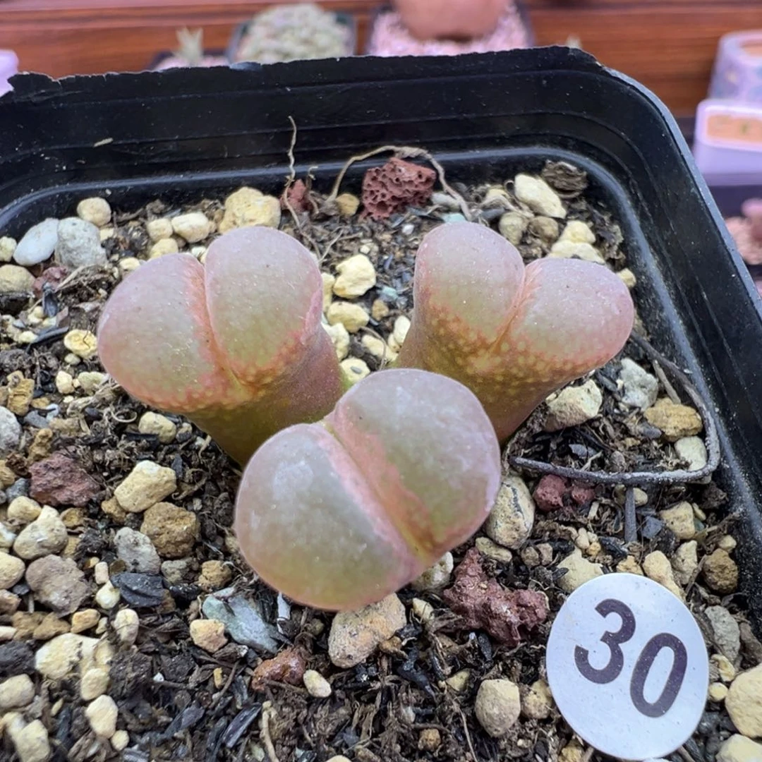 30号风铃福利特特