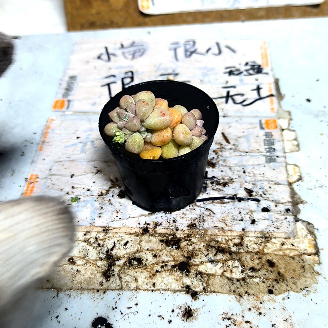 满9元包邮，姬秋丽俩颗