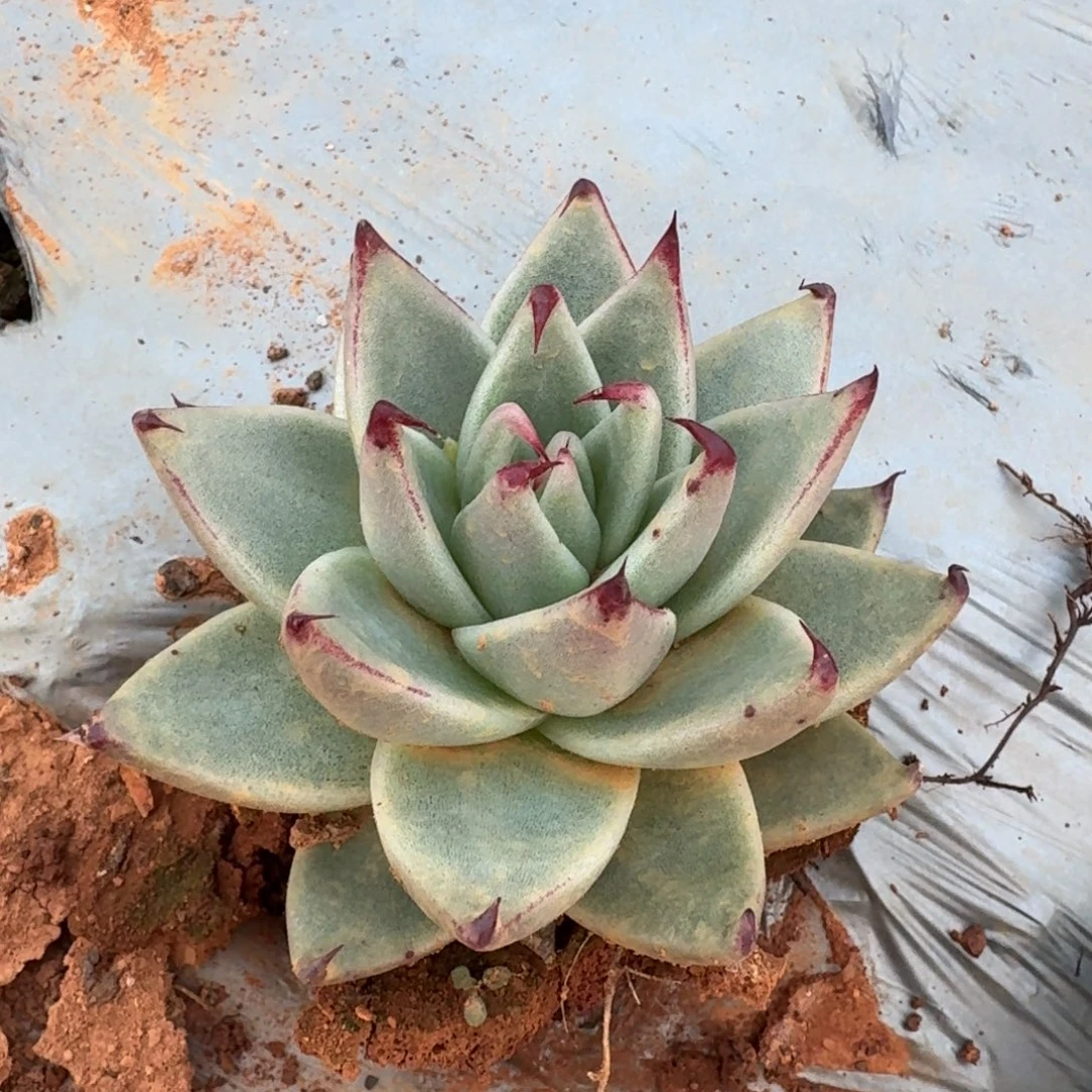 龙抓东云一颗量拍发货6-70