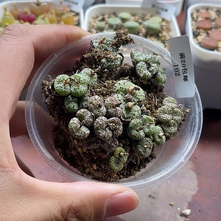 无花朵102、安贞、、、、