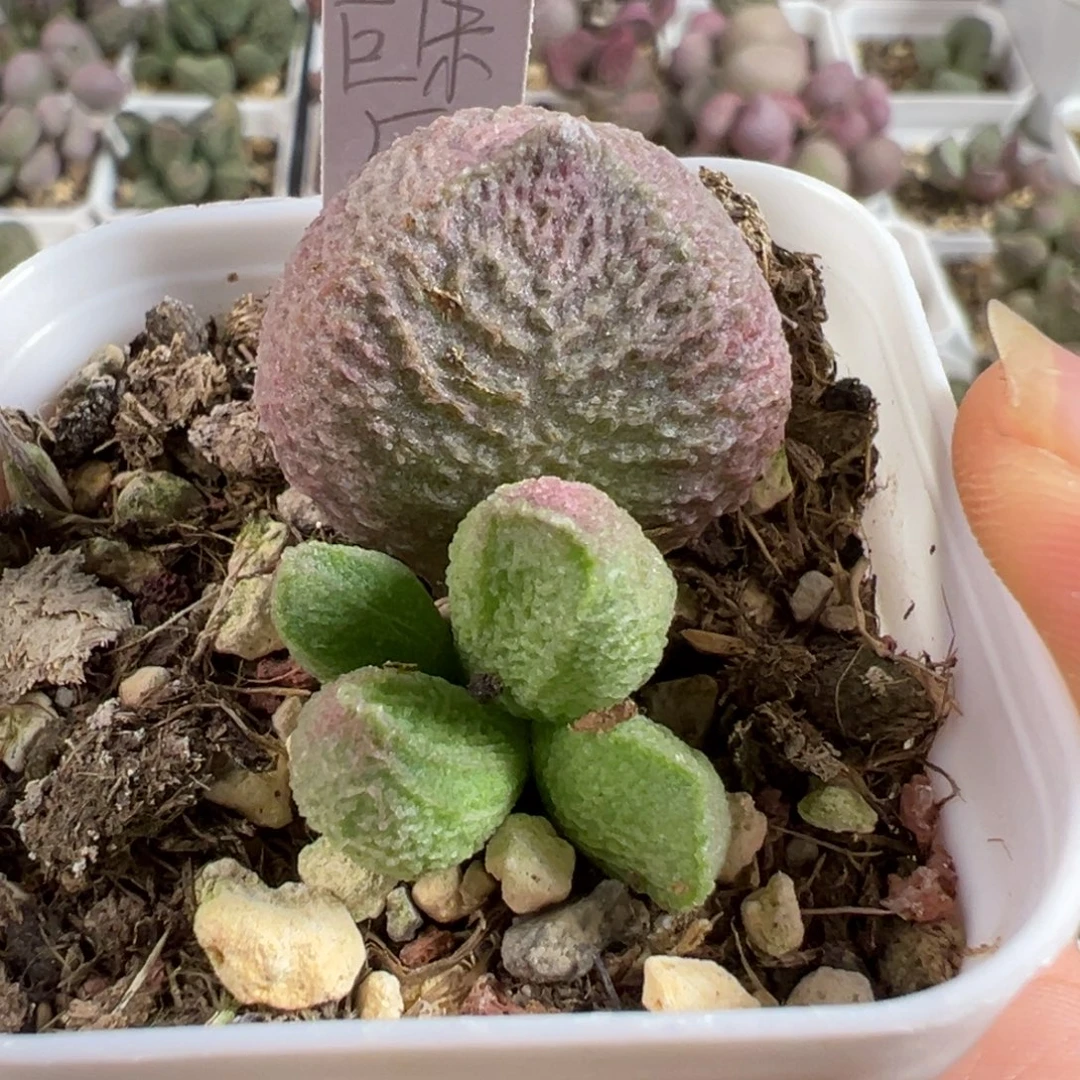 w巨猪宝多肉植物水泡