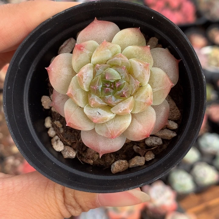 精控冰冰单头多肉