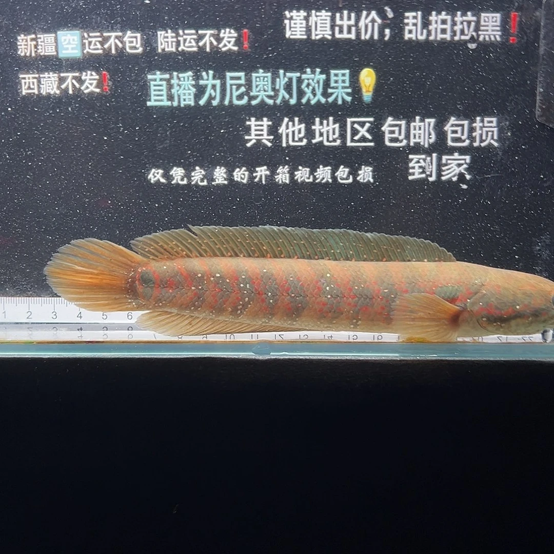 雷龙鱼七星雷龙鱼七星雷龙鱼