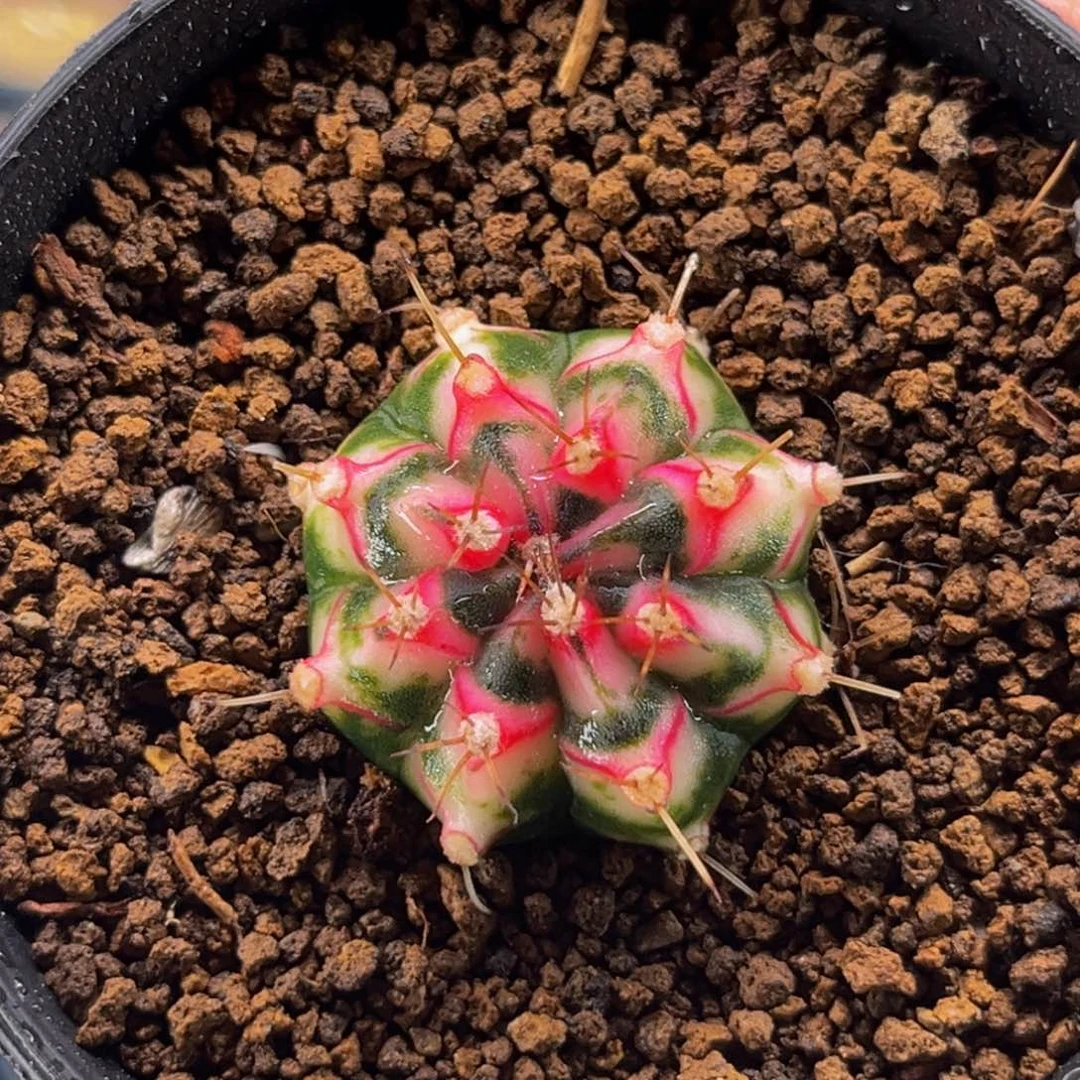 白花田 米哈仙人球