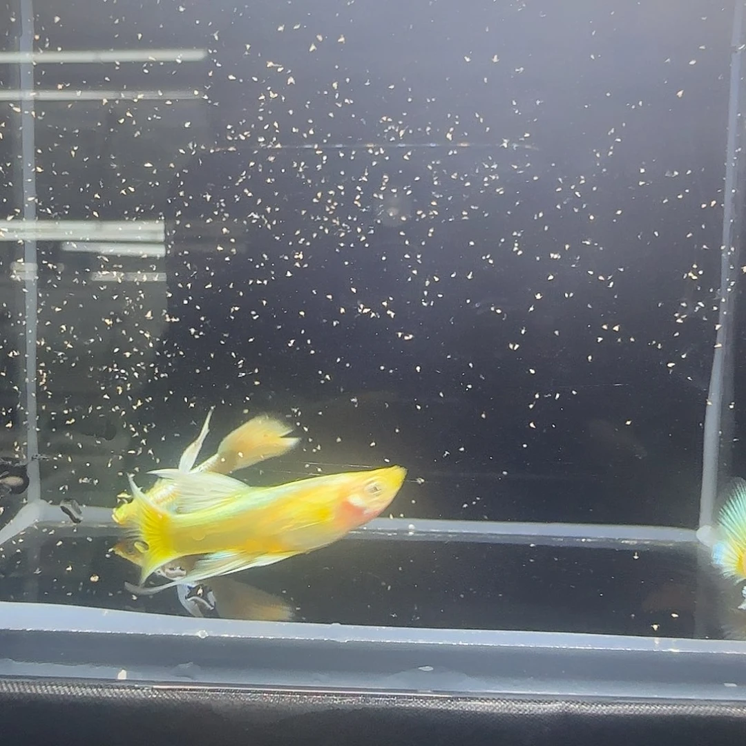 孔雀鱼关注主播可以竞拍