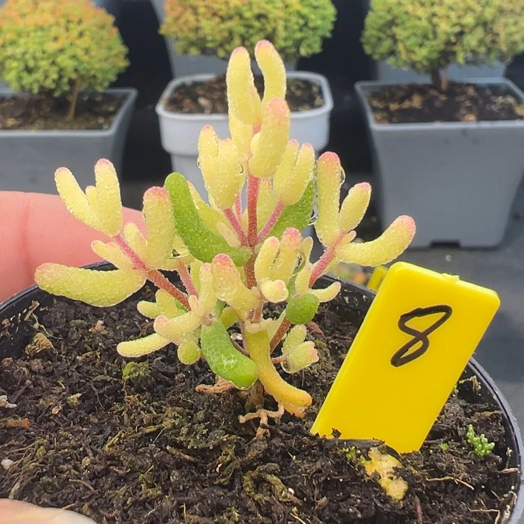 飞机猪8号6cm盆一物一拍