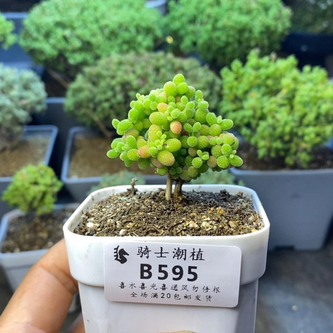 595蜜橘糖球枝干
