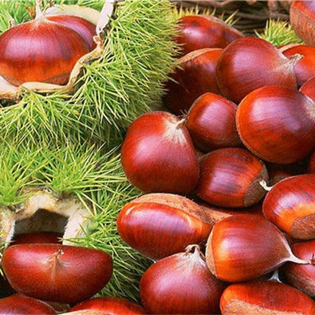 终南山小冉推荐新鲜野生板栗与你相约五斤