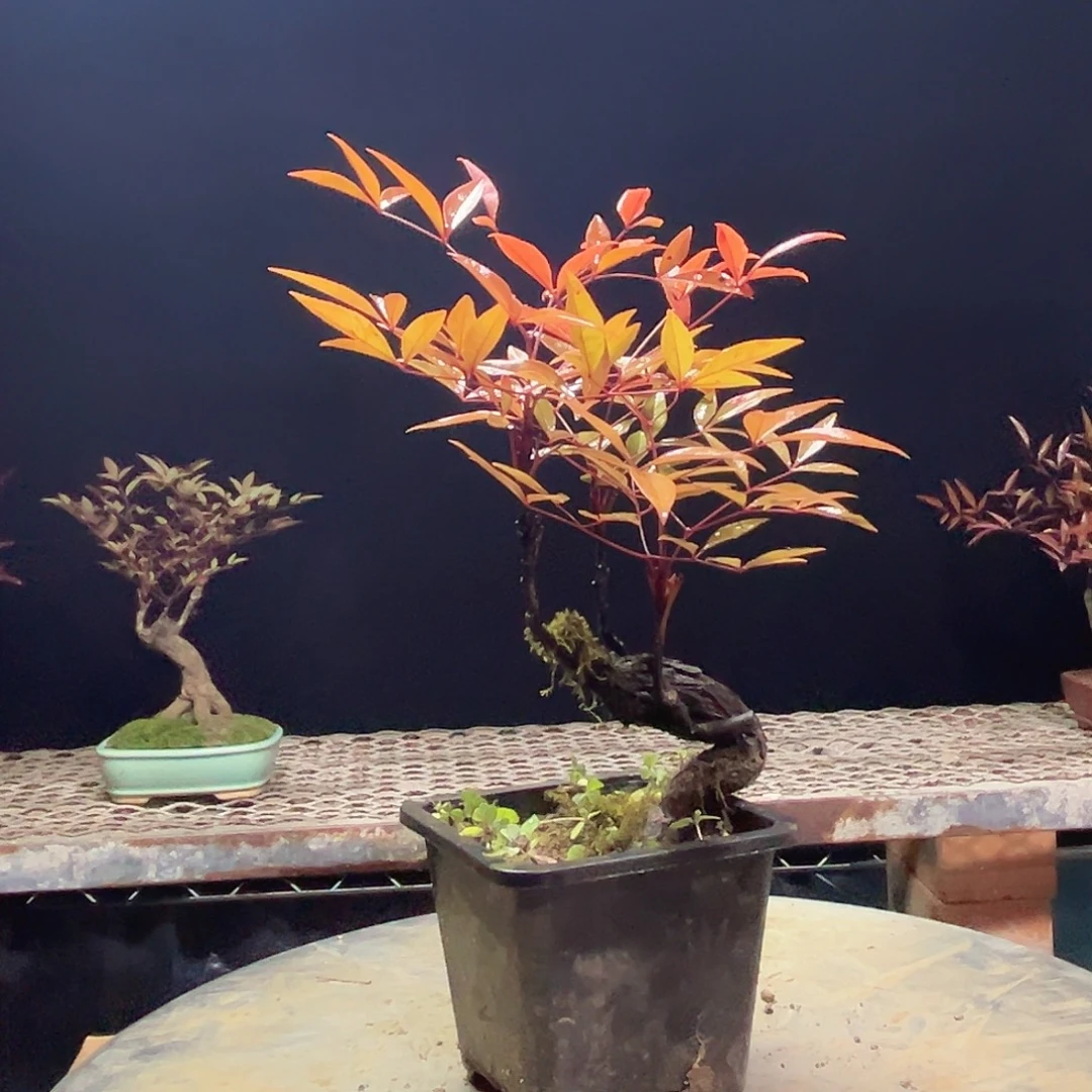 不开花植物00000014