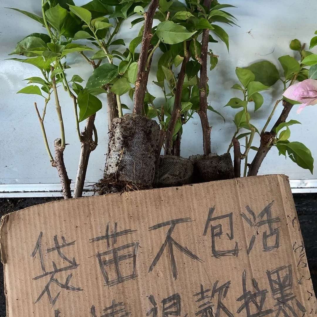 安***。当前无花栽培后可以开花袋苗盲盒12颗