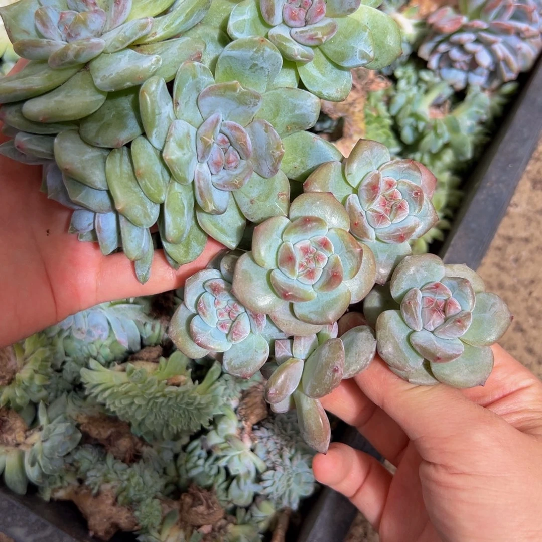 星影 星影 星影 星影