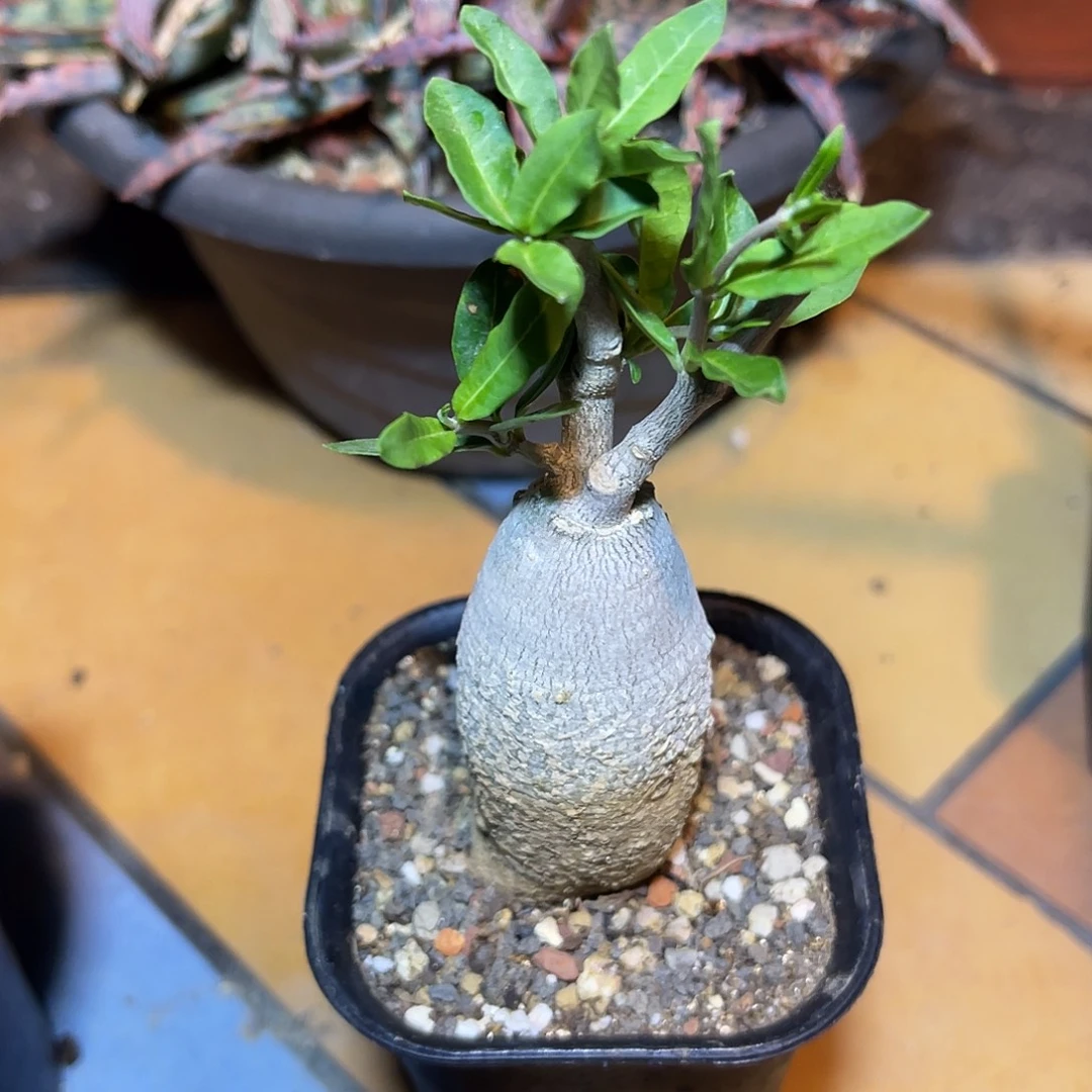 实生火星人块根一物一拍