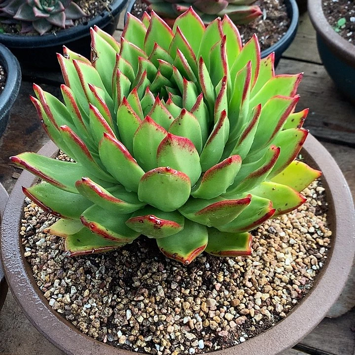 美肉特价活动开始啦